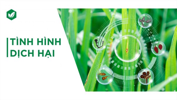 Dự báo Tình hình sinh vật hại cây trồng vụ Đông Xuân năm 2022-2023