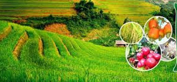 Dự báo tình hình sinh vật gây hại trong thời kỳ xung yếu của cây trồng