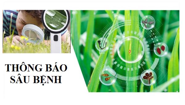 THÔNG BÁO SÂU BỆNH THÁNG 4/2022
