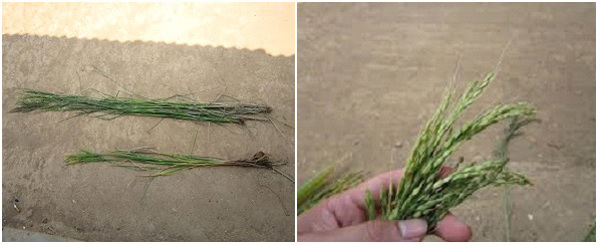 Cách nhận biết và một số biện pháp xử lý Lúa Cỏ - dịch hại nghiêm trọng tại Việt Nam 